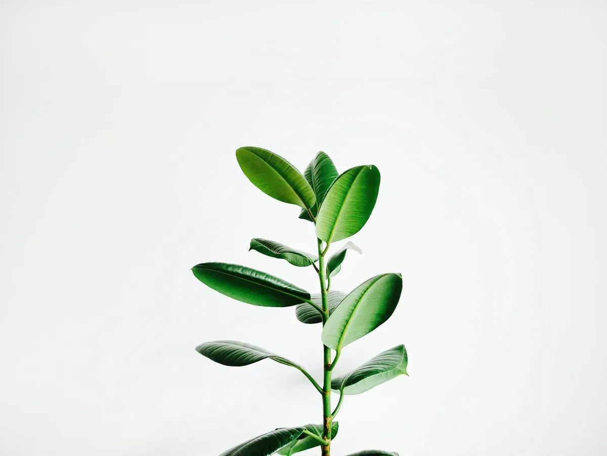 金錢樹發財樹