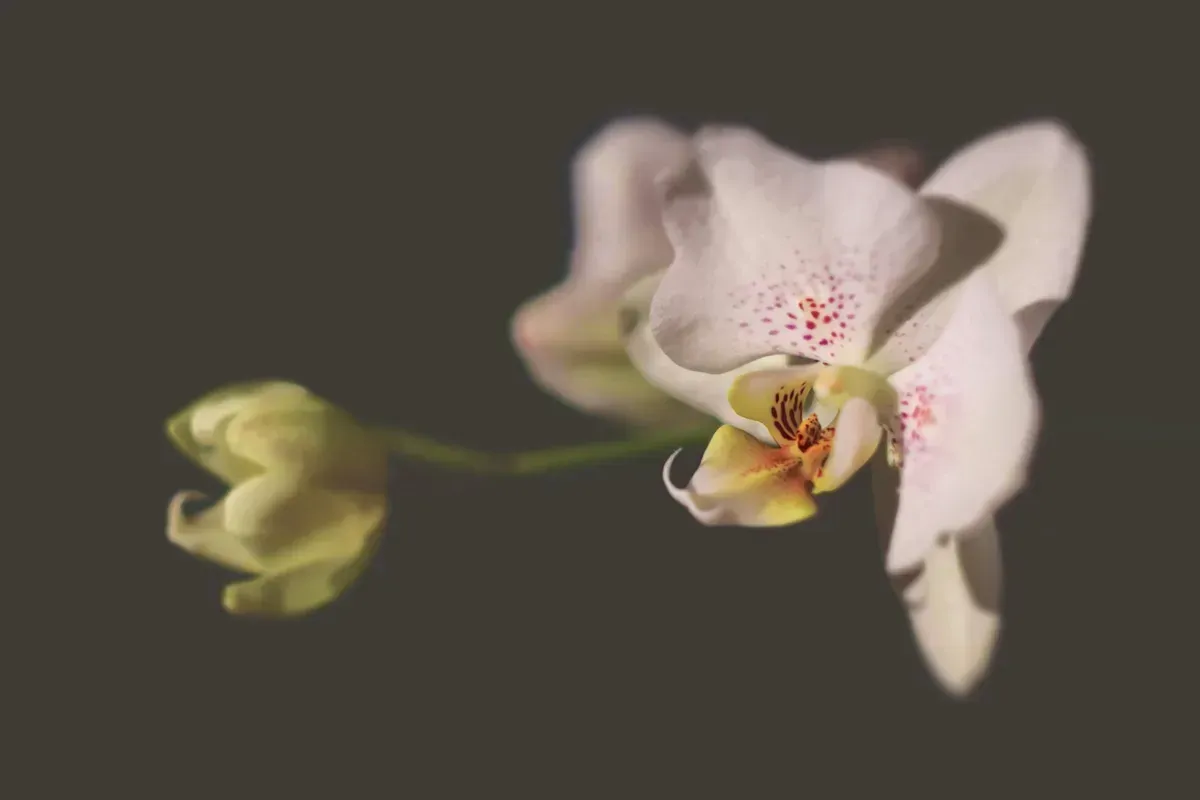 蘭花