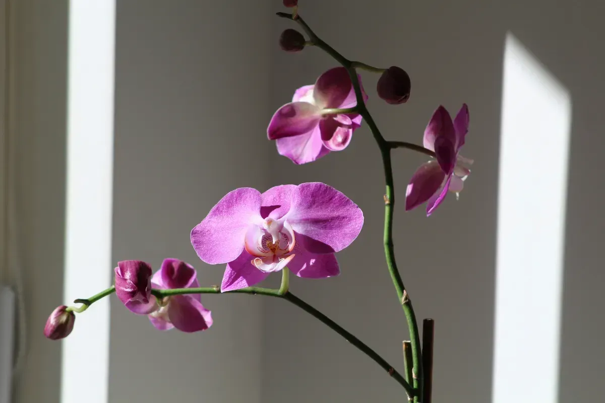玉蘭花